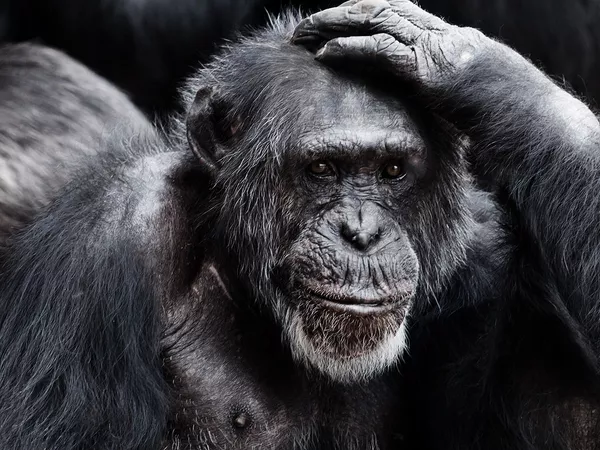 An ape looking perplexed with one hand placed on its head.