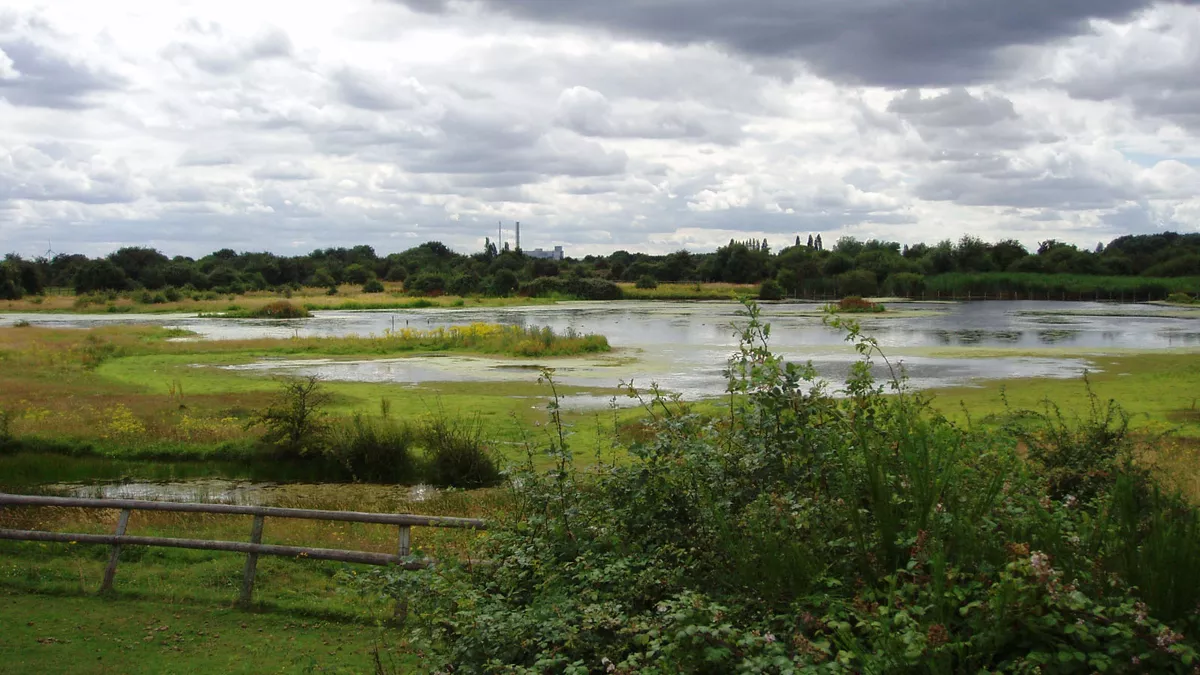 Marshy land at the east side of Eastbrookend Country Park.