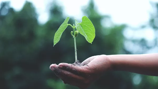 A seedling growing from the soil in a person&apos;s hand.