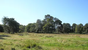 The northern central area of Petersfield Heath.