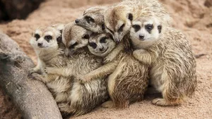 Six meerkats grouped together and hugging each other. 