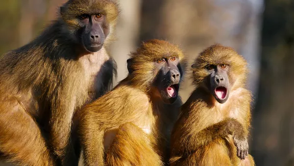 Three monkeys looking shocked and excited.