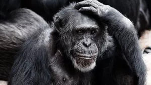 An ape looking perplexed with one hand placed on its head.