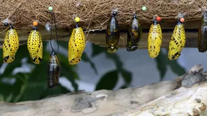 Beautiful yellow and black cocoons dangle from a tree, ready to give birth to recently metamorphosised butterflies.
